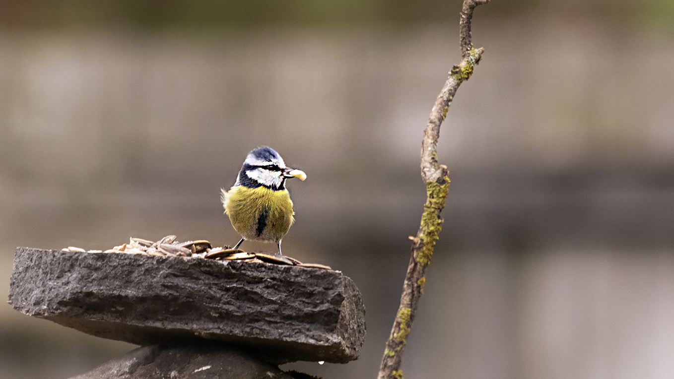 Eurasian Blue Tit